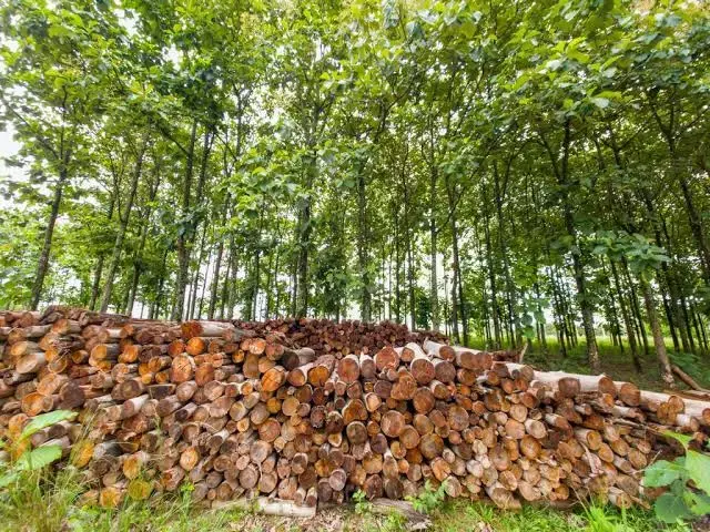 Goiás registrou queda de 13,6% nas florestas plantadas, caindo para 106,4 mil hectares em 2025. A criação de uma políti…