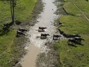 Criação de búfalos onde rio secou com cadastros rurais irregulares e transporte sem licença. A situação mostra como a f…